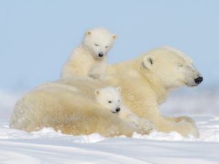 大きい動物が好きな人