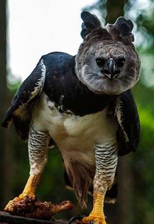 大きい動物が好きな人