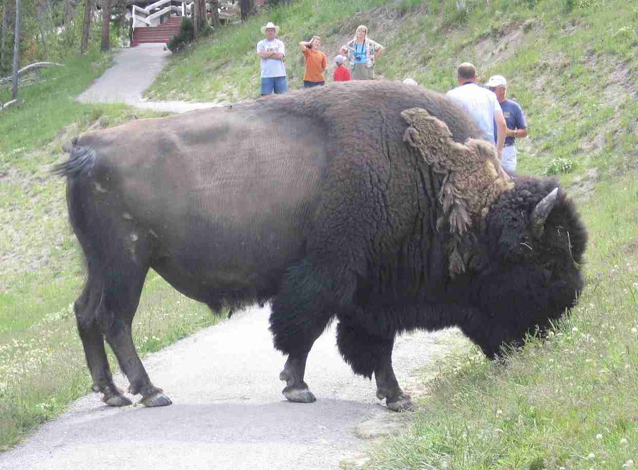 大きい動物が好きな人