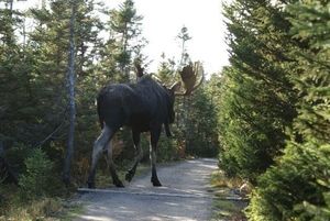 大きい動物が好きな人