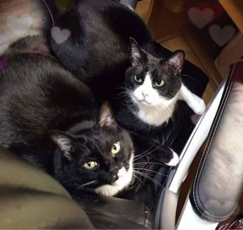 アンジュルムが好きな方と語り合いたい！