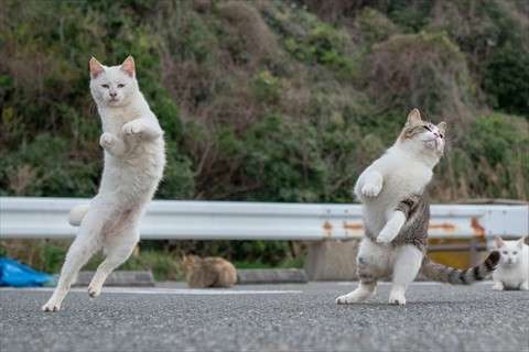 変なポーズの猫画像ください