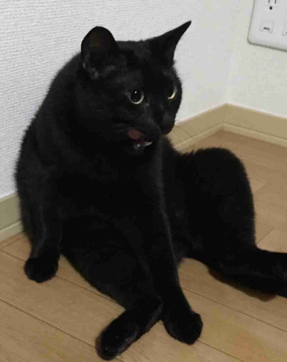 変なポーズの猫画像ください