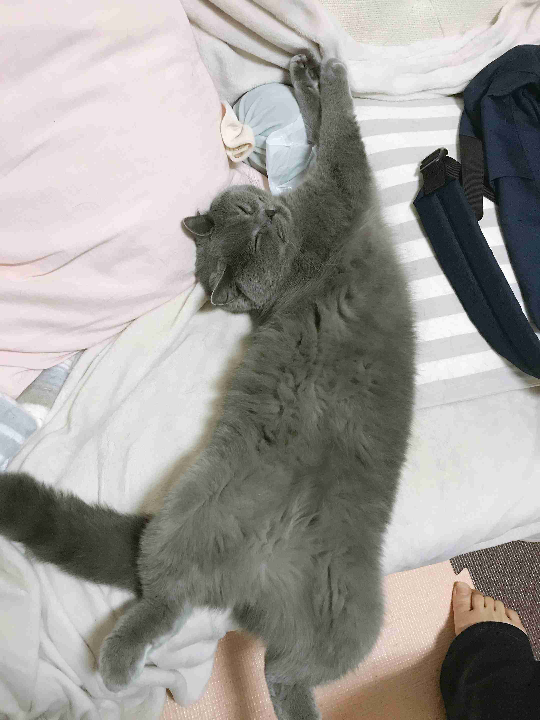 変なポーズの猫画像ください
