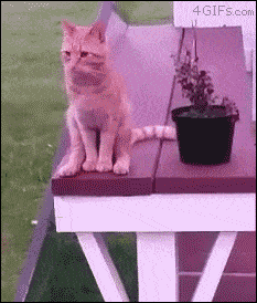 変なポーズの猫画像ください