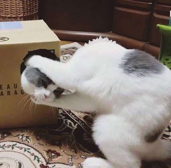 変なポーズの猫画像ください