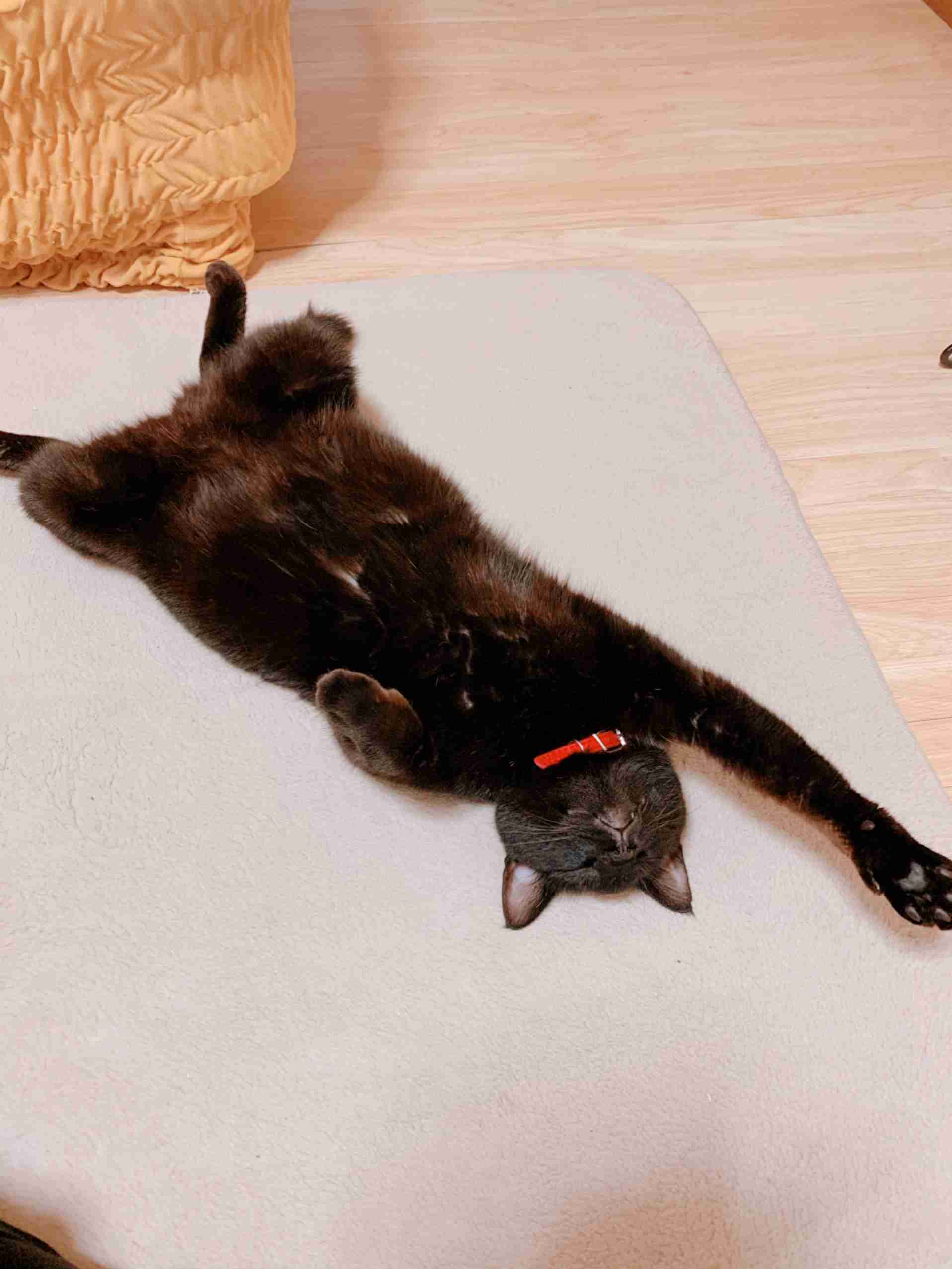 変なポーズの猫画像ください