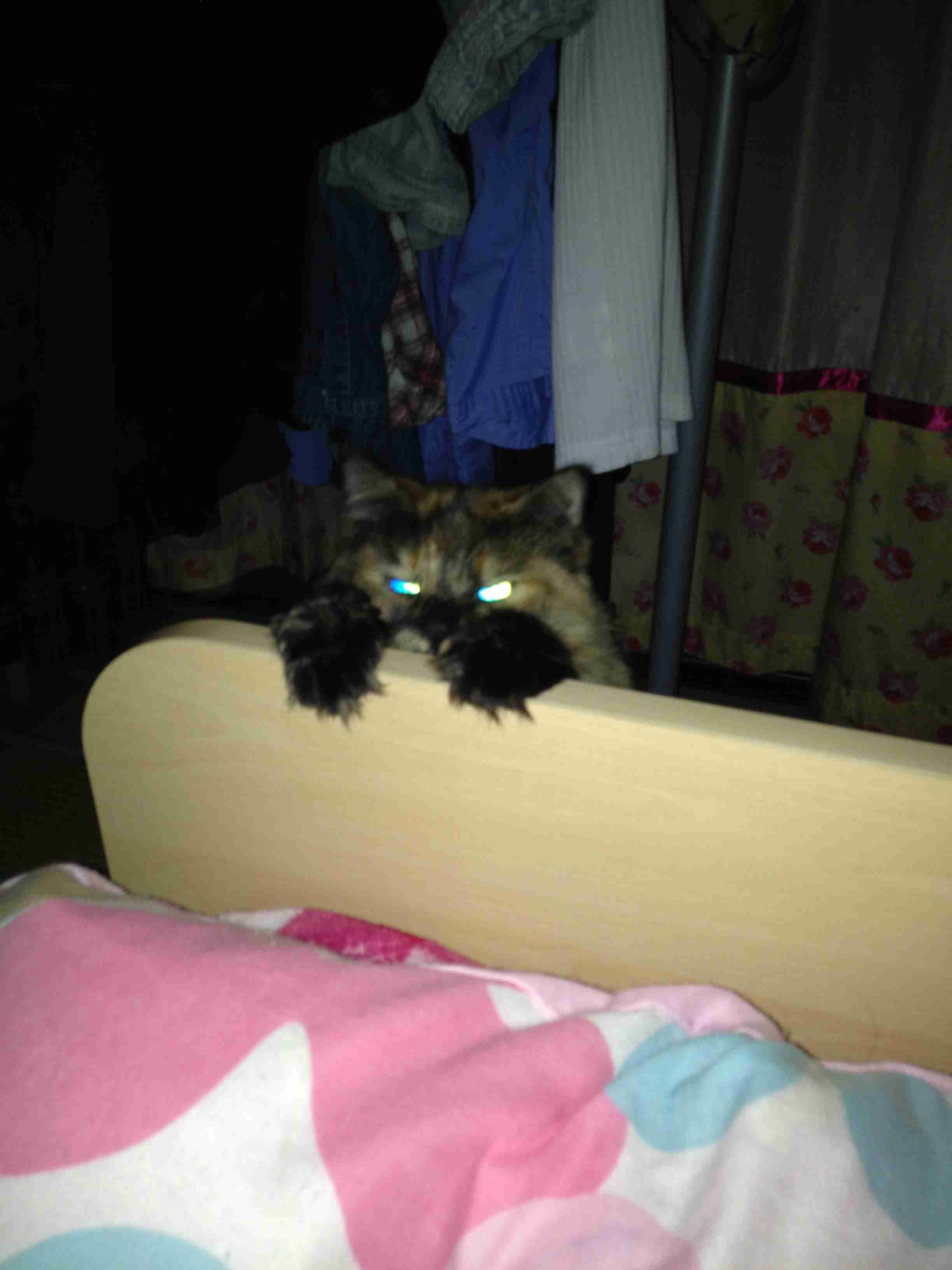 変なポーズの猫画像ください