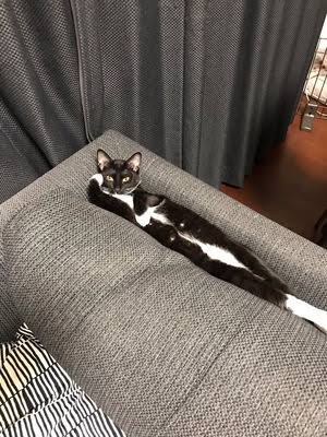 変なポーズの猫画像ください