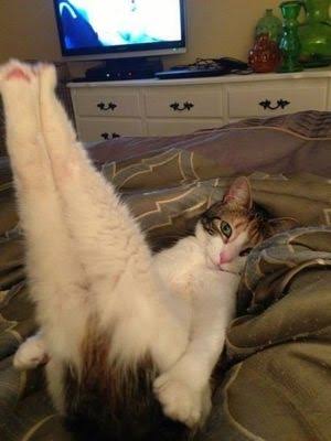 変なポーズの猫画像ください