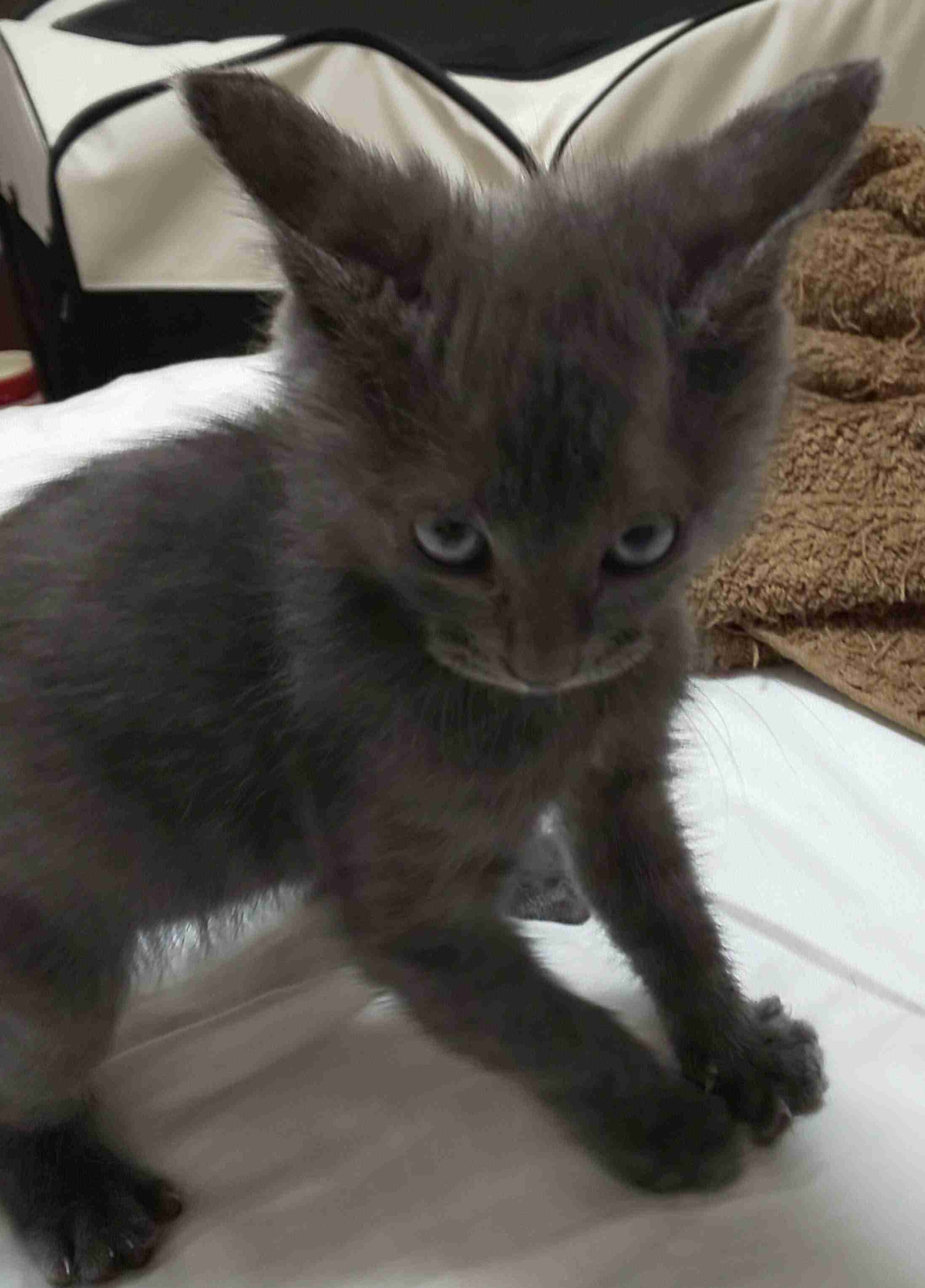 変なポーズの猫画像ください