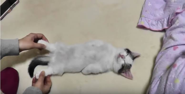 変なポーズの猫画像ください