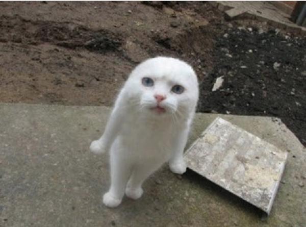 変なポーズの猫画像ください