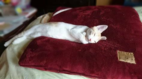 変なポーズの猫画像ください