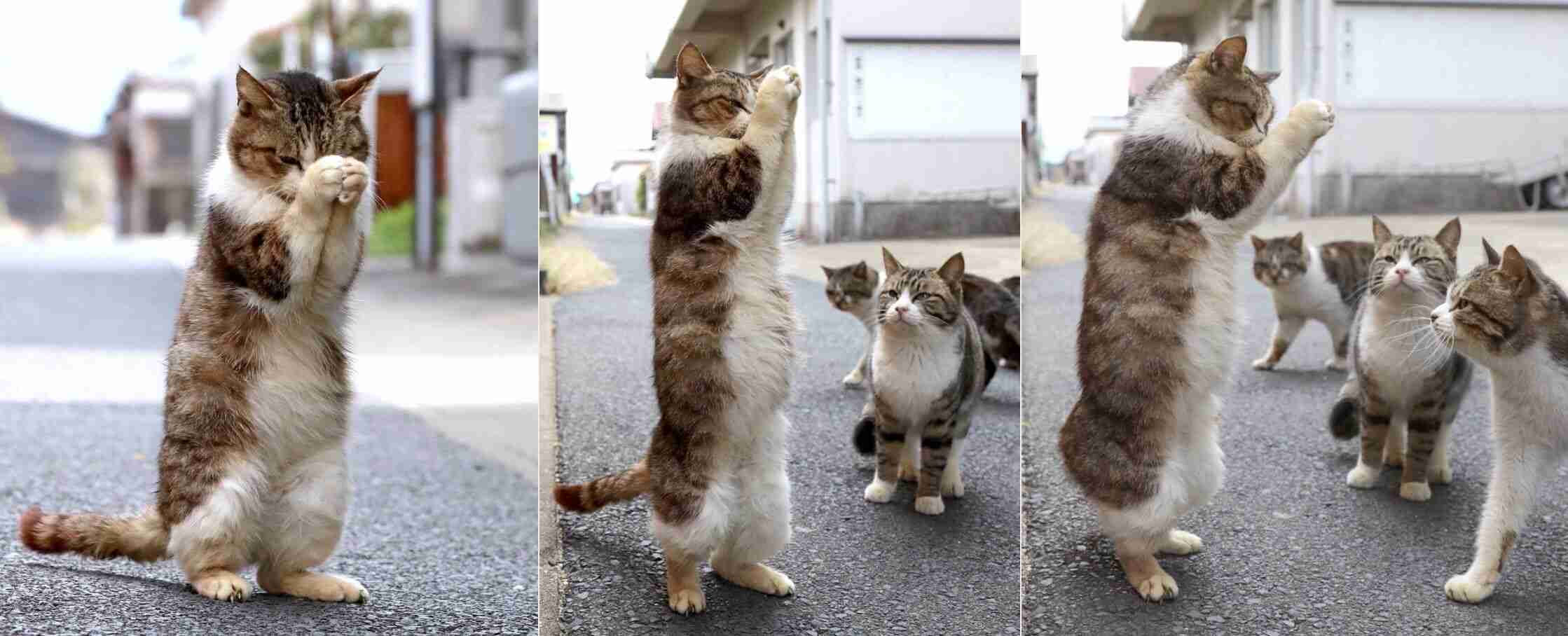 変なポーズの猫画像ください