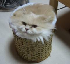 変なポーズの猫画像ください
