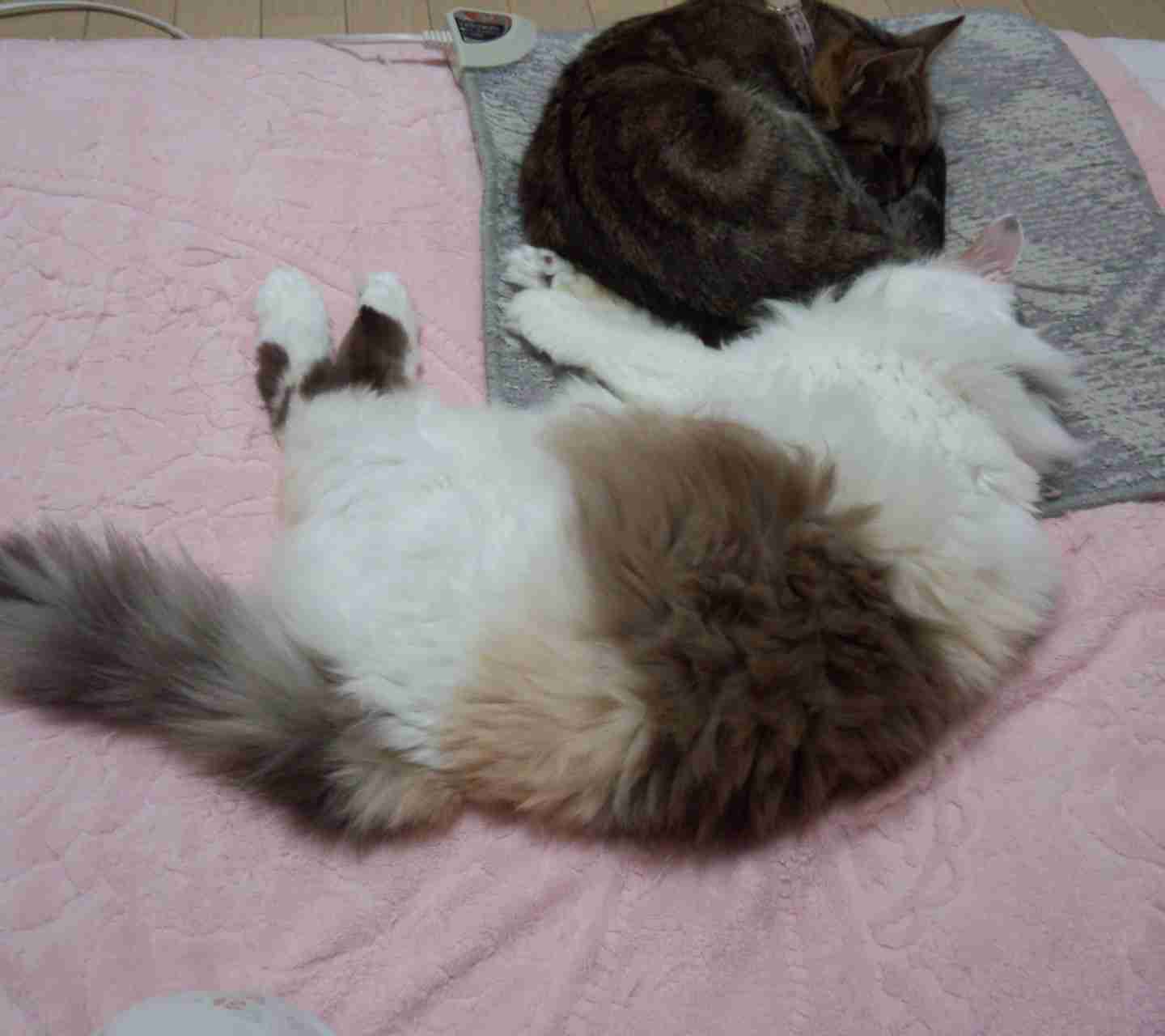 変なポーズの猫画像ください