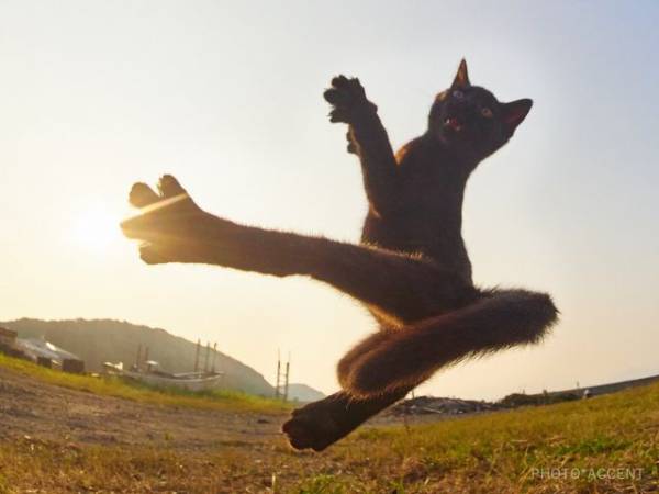 変なポーズの猫画像ください