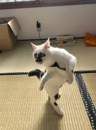 変なポーズの猫画像ください