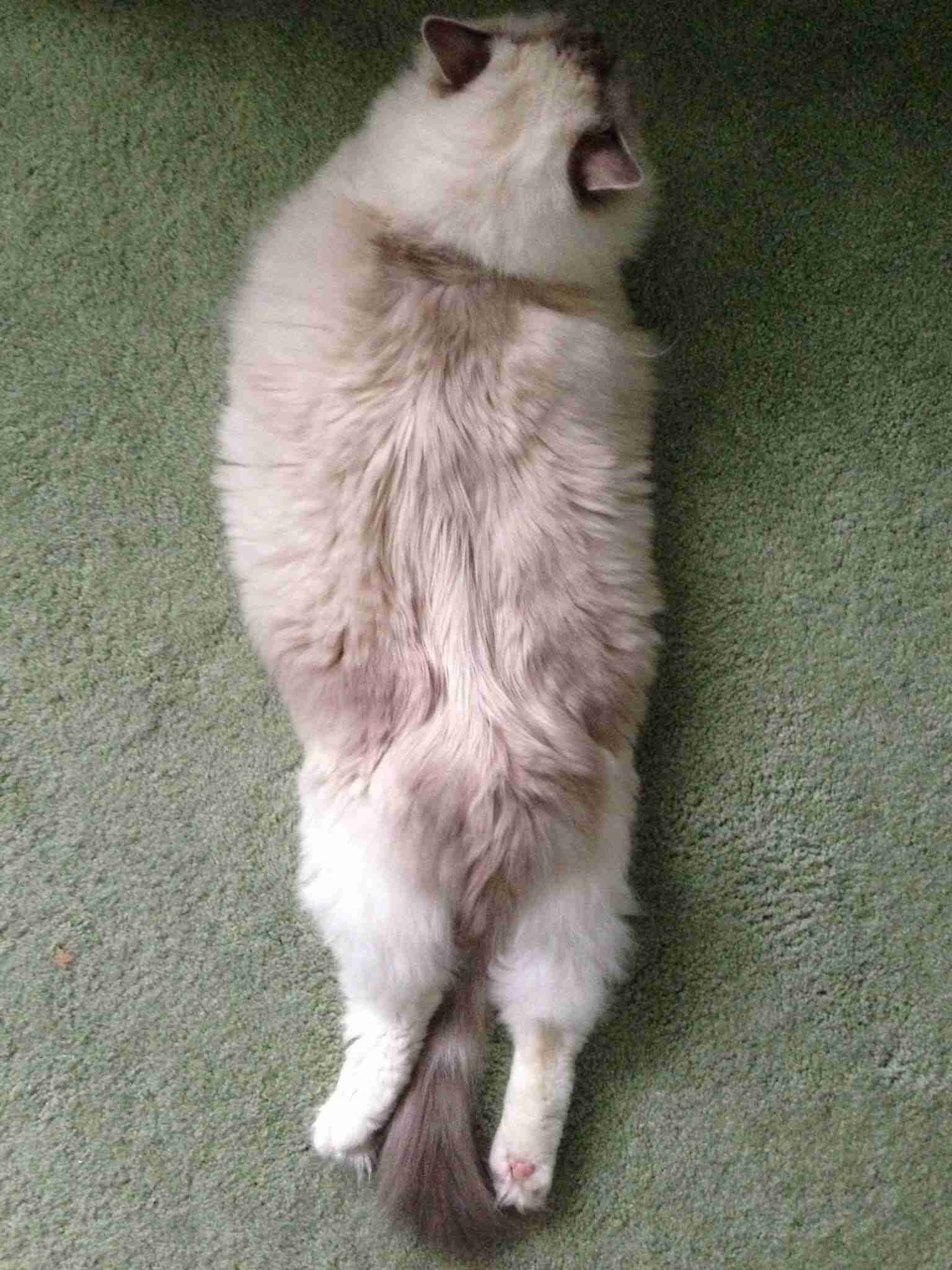 変なポーズの猫画像ください
