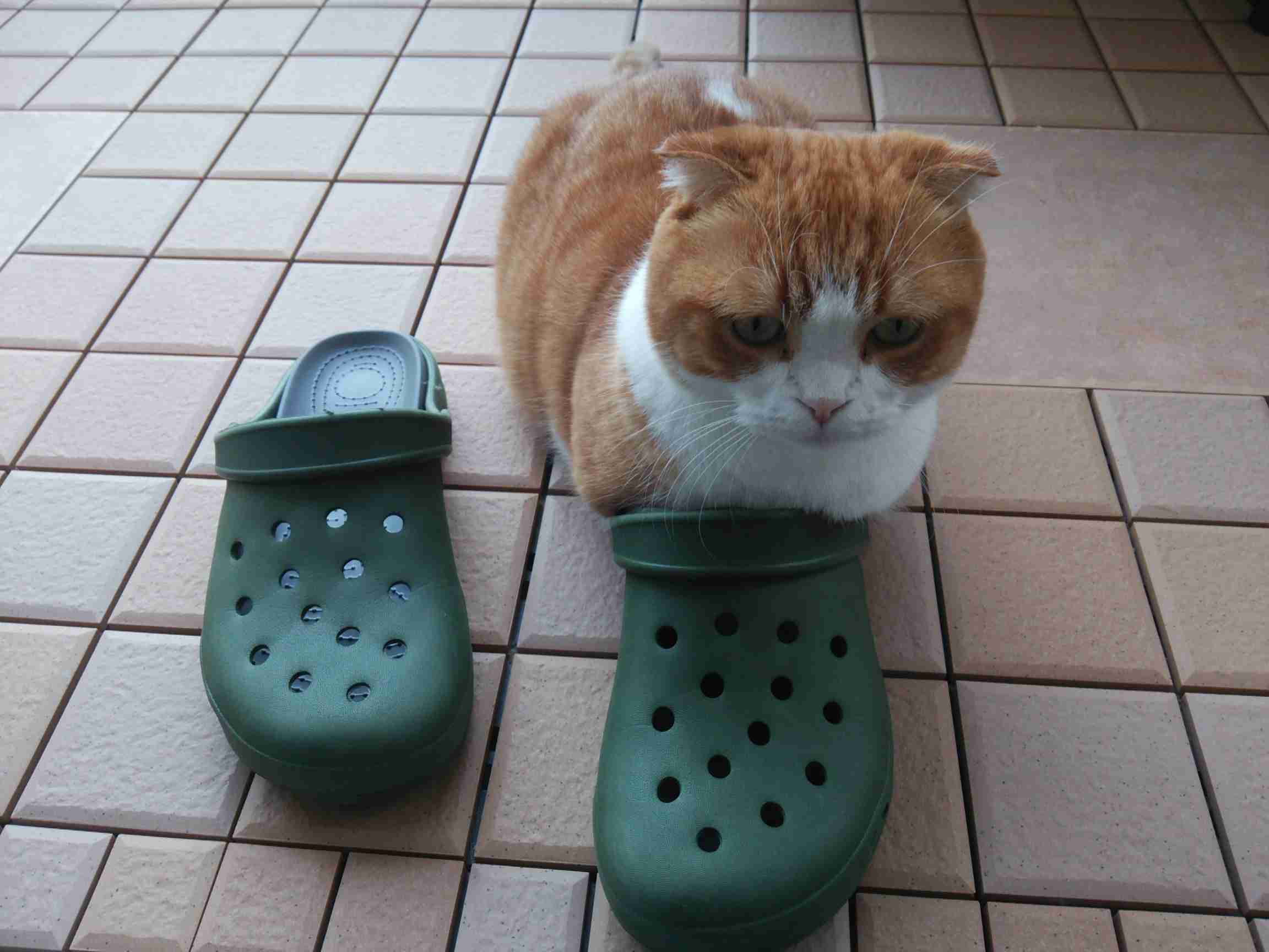 変なポーズの猫画像ください