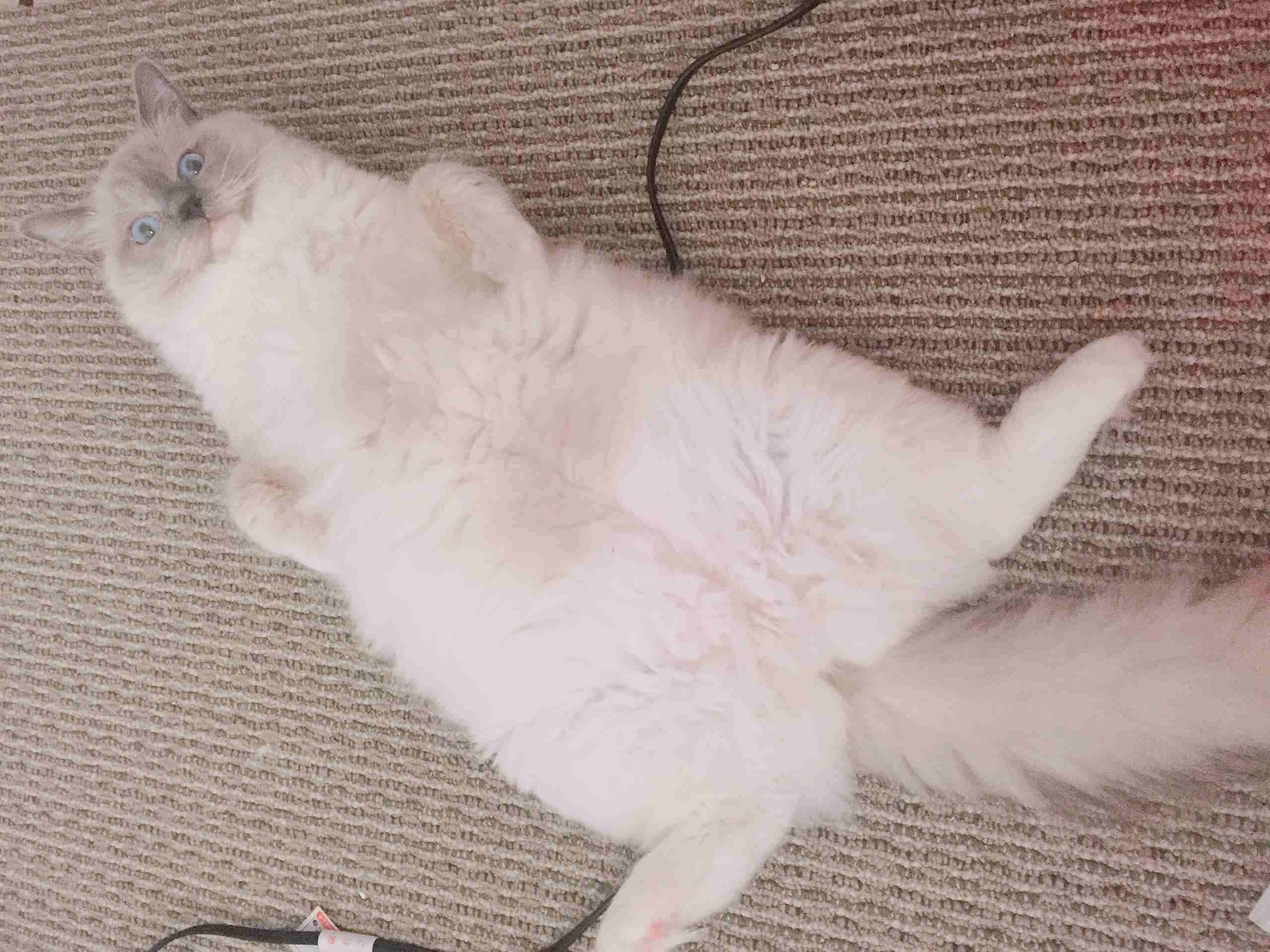 変なポーズの猫画像ください