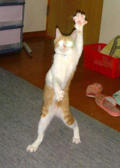 変なポーズの猫画像ください