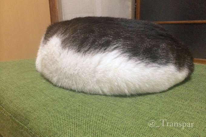変なポーズの猫画像ください