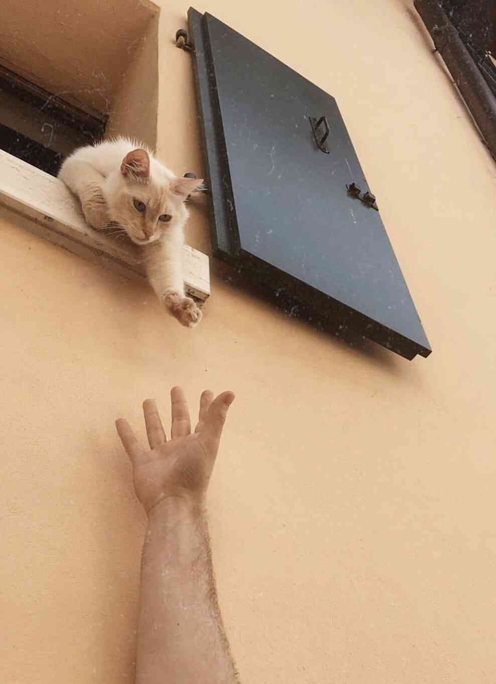 変なポーズの猫画像ください