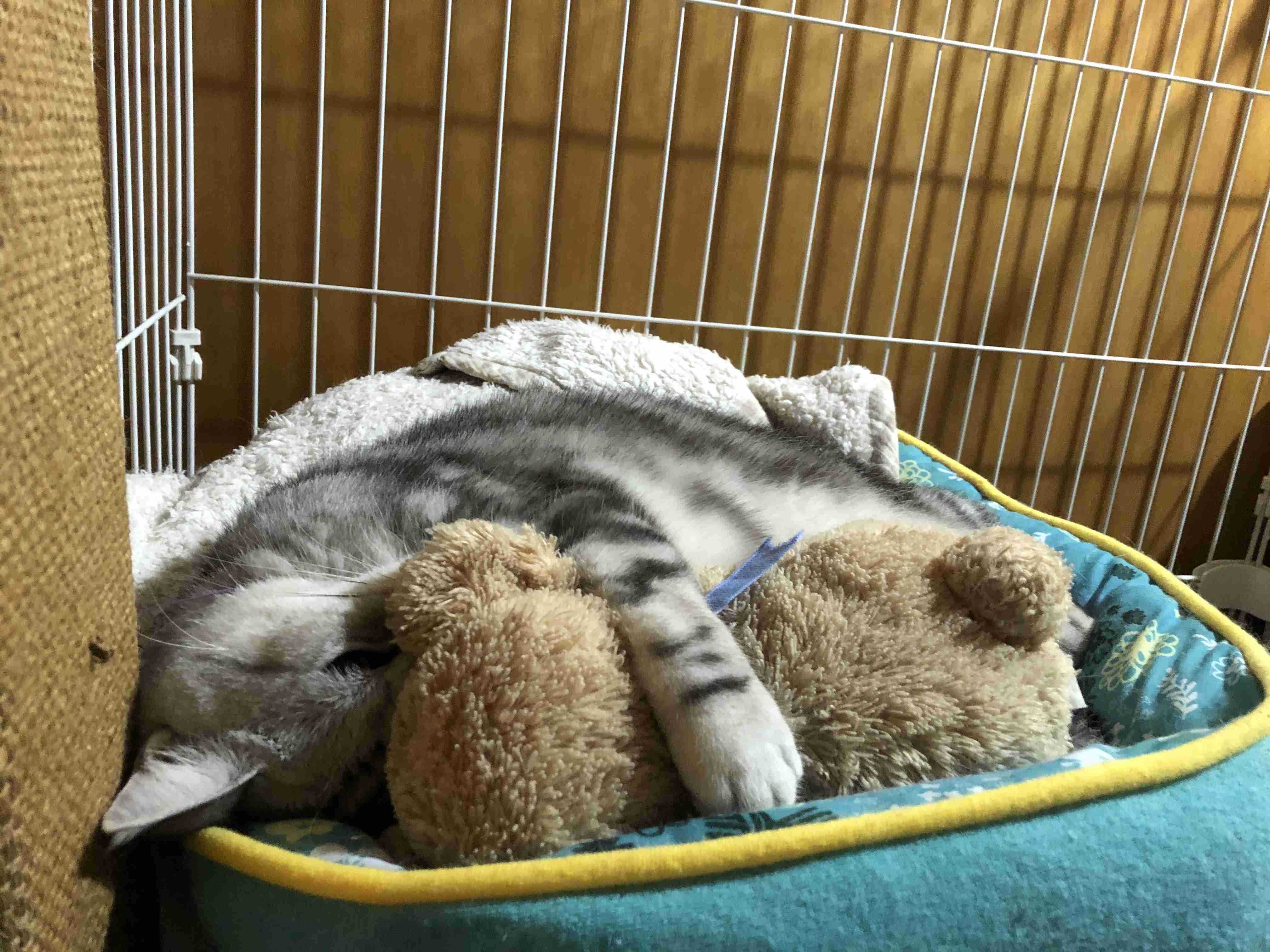 変なポーズの猫画像ください