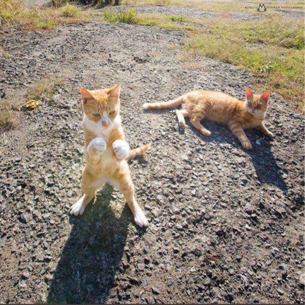 変なポーズの猫画像ください