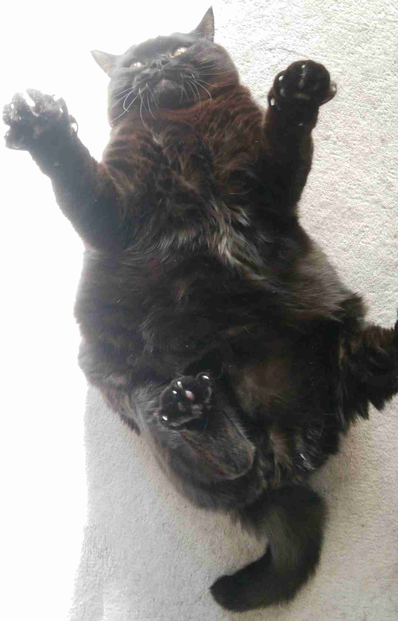 変なポーズの猫画像ください