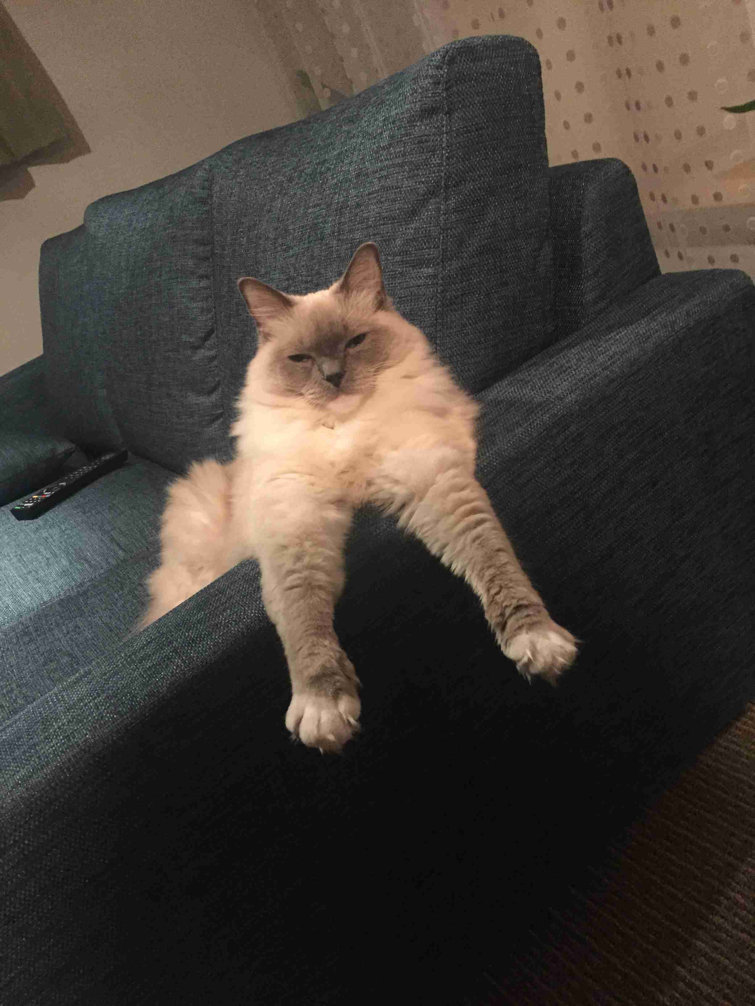 変なポーズの猫画像ください