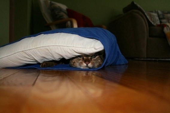 変なポーズの猫画像ください