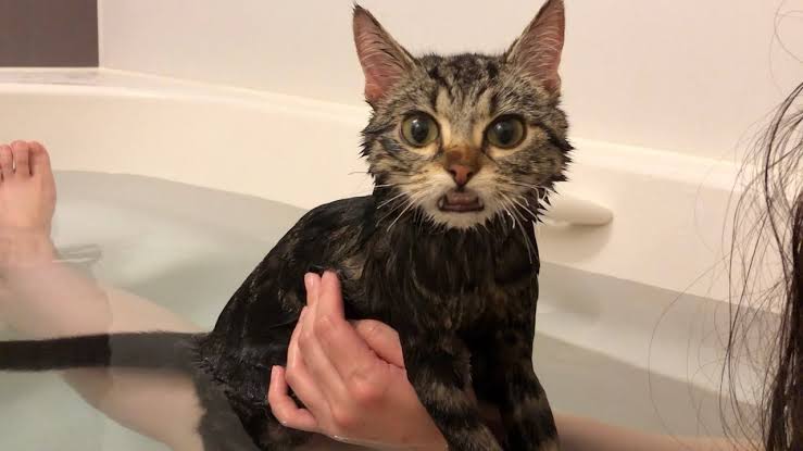 変なポーズの猫画像ください
