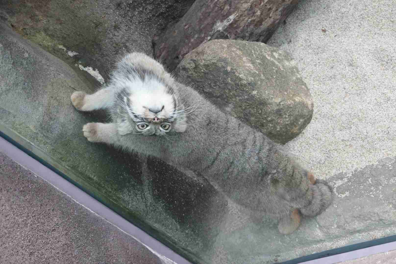 変なポーズの猫画像ください