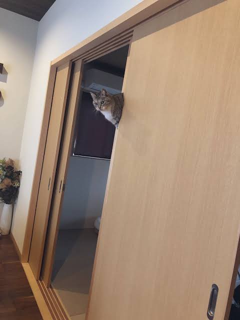 変なポーズの猫画像ください