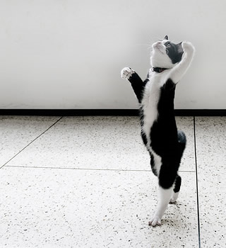 変なポーズの猫画像ください