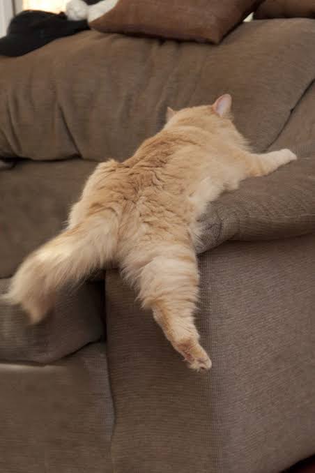 変なポーズの猫画像ください