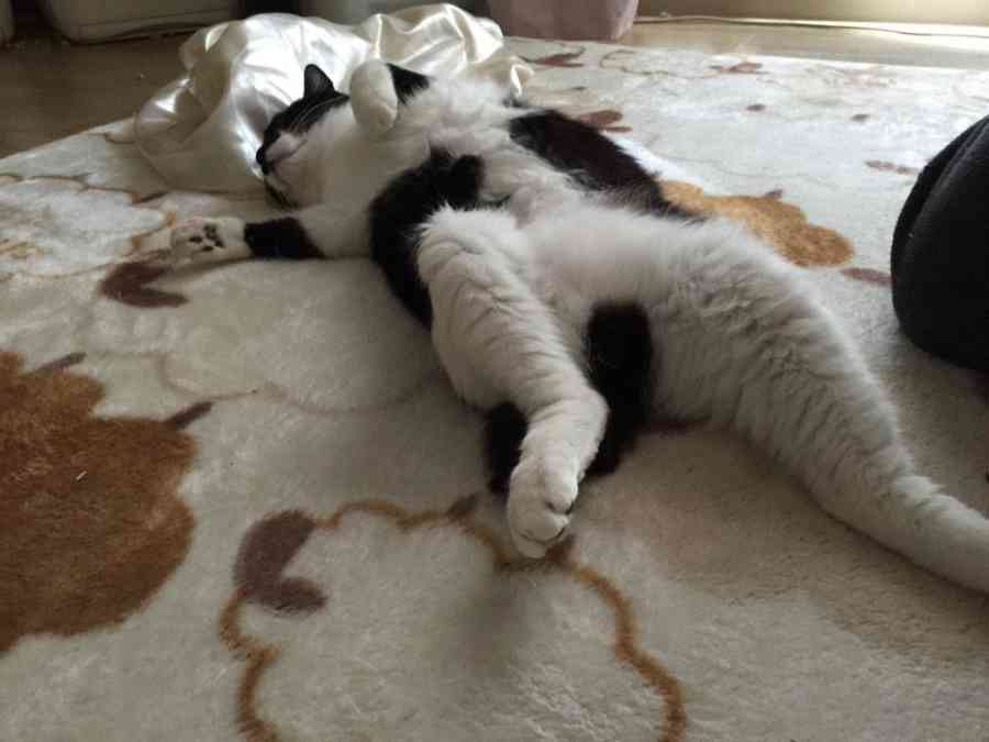 変なポーズの猫画像ください