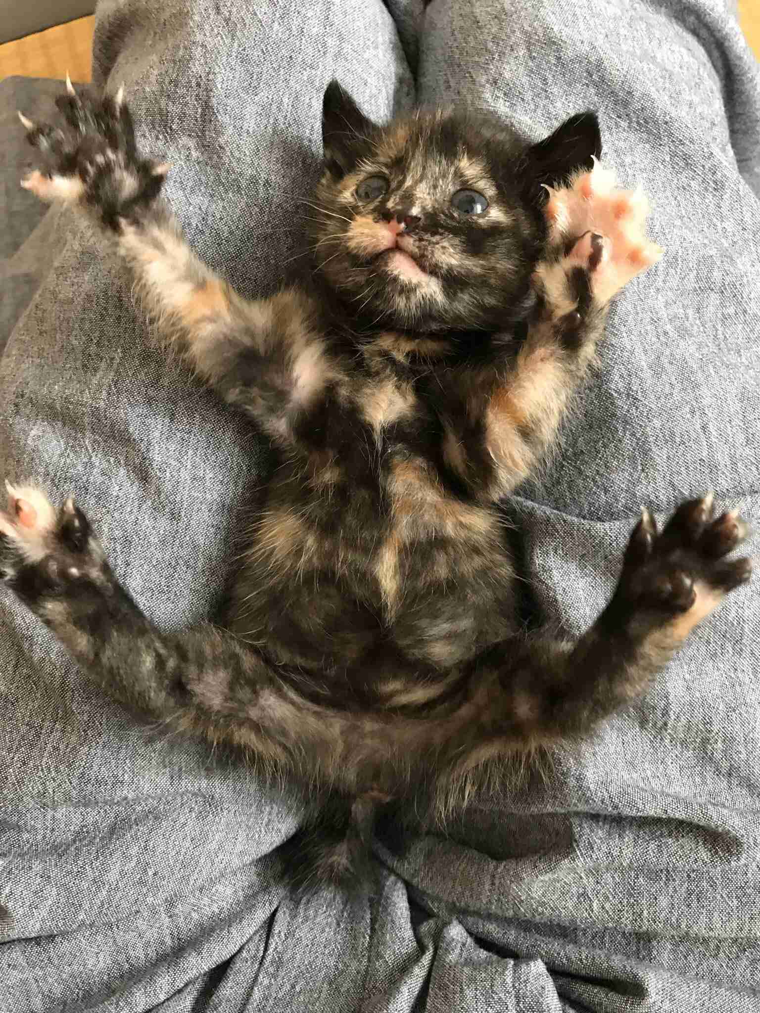 変なポーズの猫画像ください