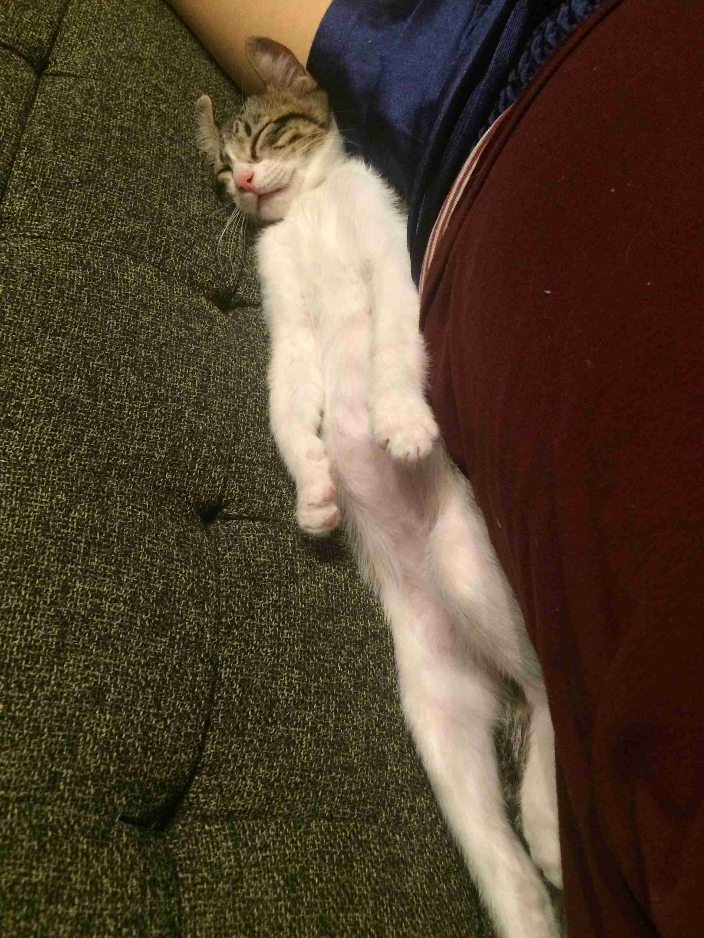 変なポーズの猫画像ください
