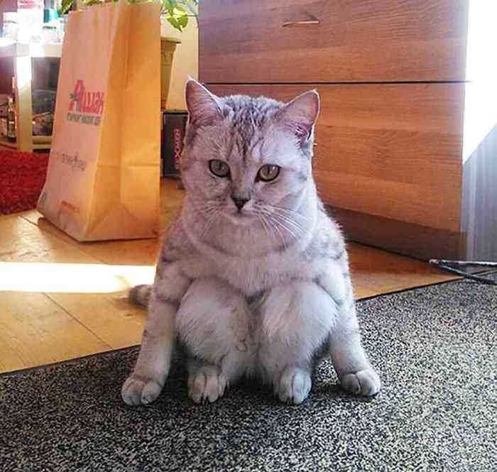 変なポーズの猫画像ください