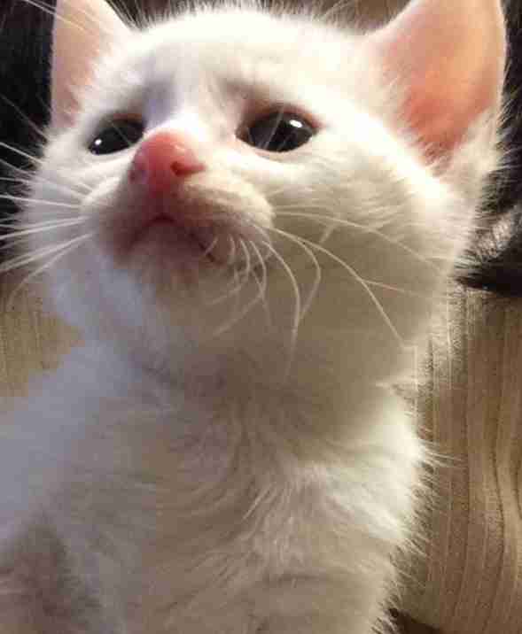 変なポーズの猫画像ください