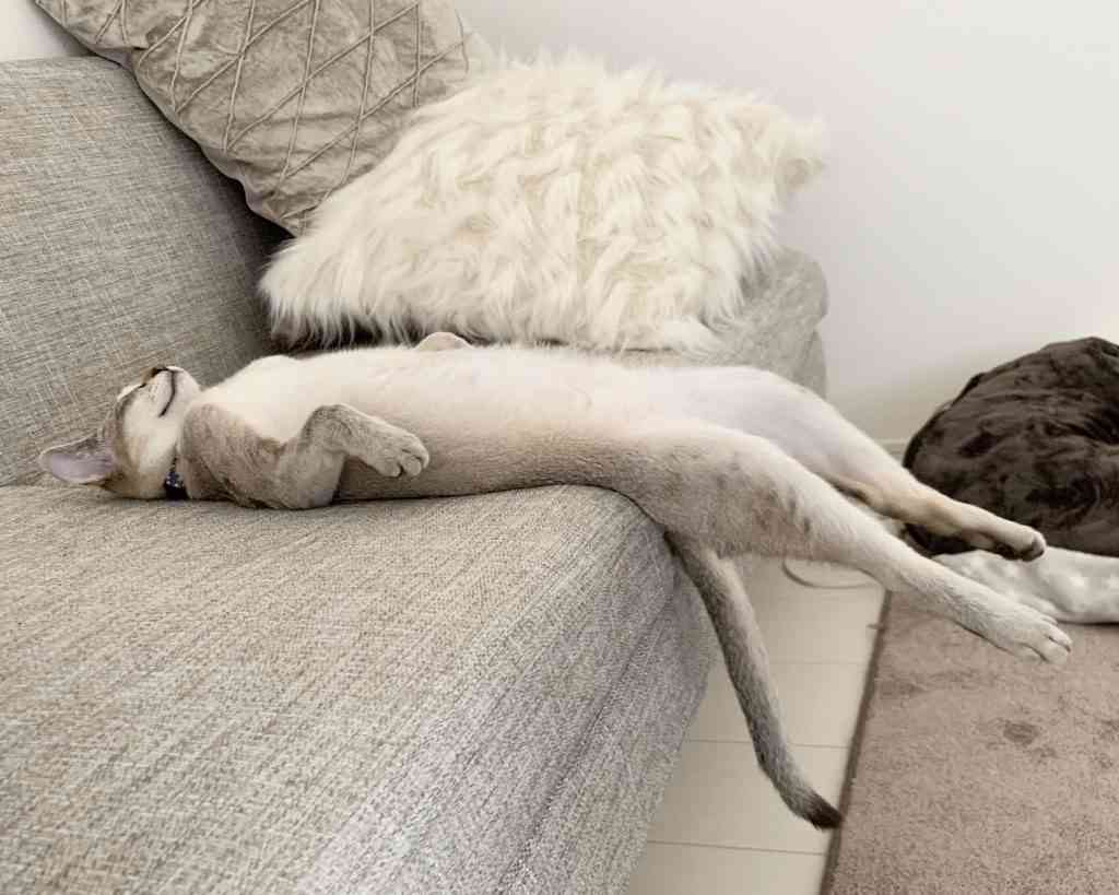 変なポーズの猫画像ください