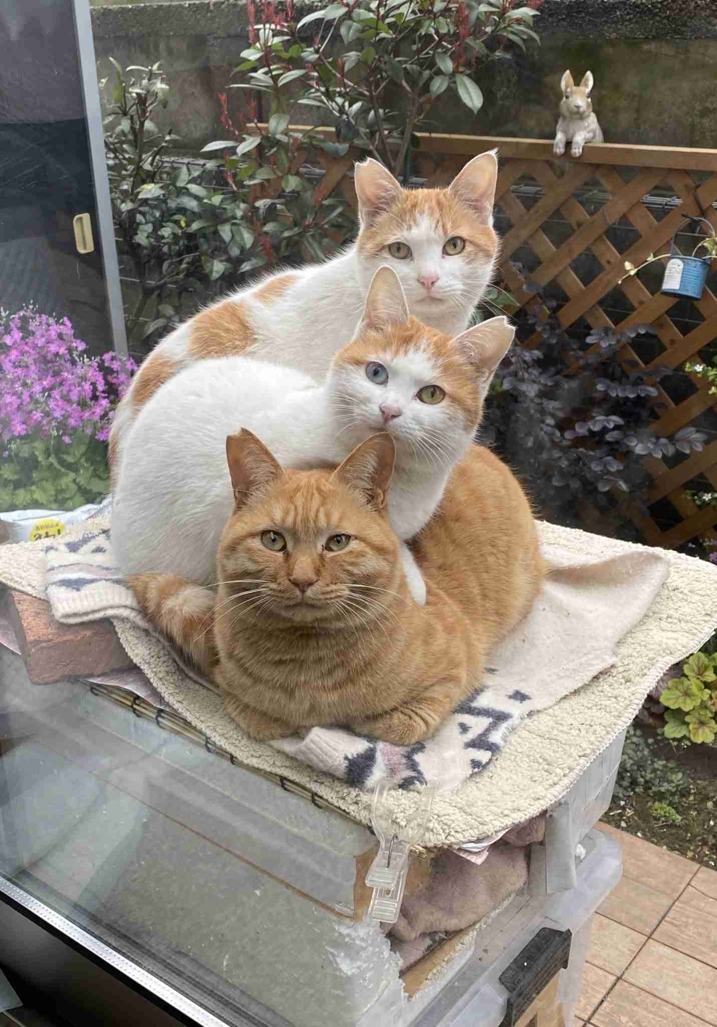 変なポーズの猫画像ください