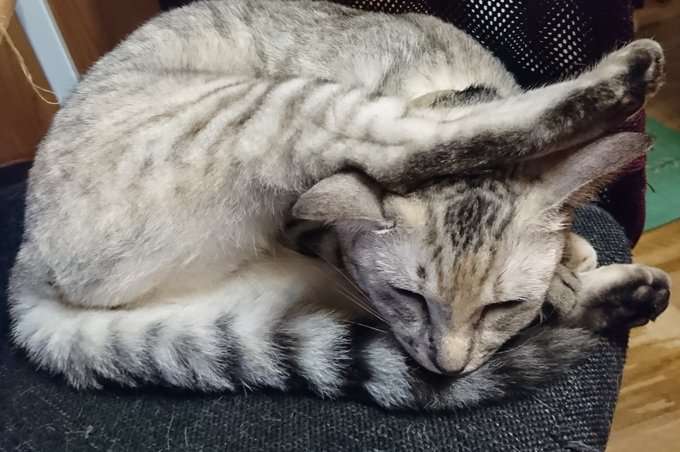 変なポーズの猫画像ください
