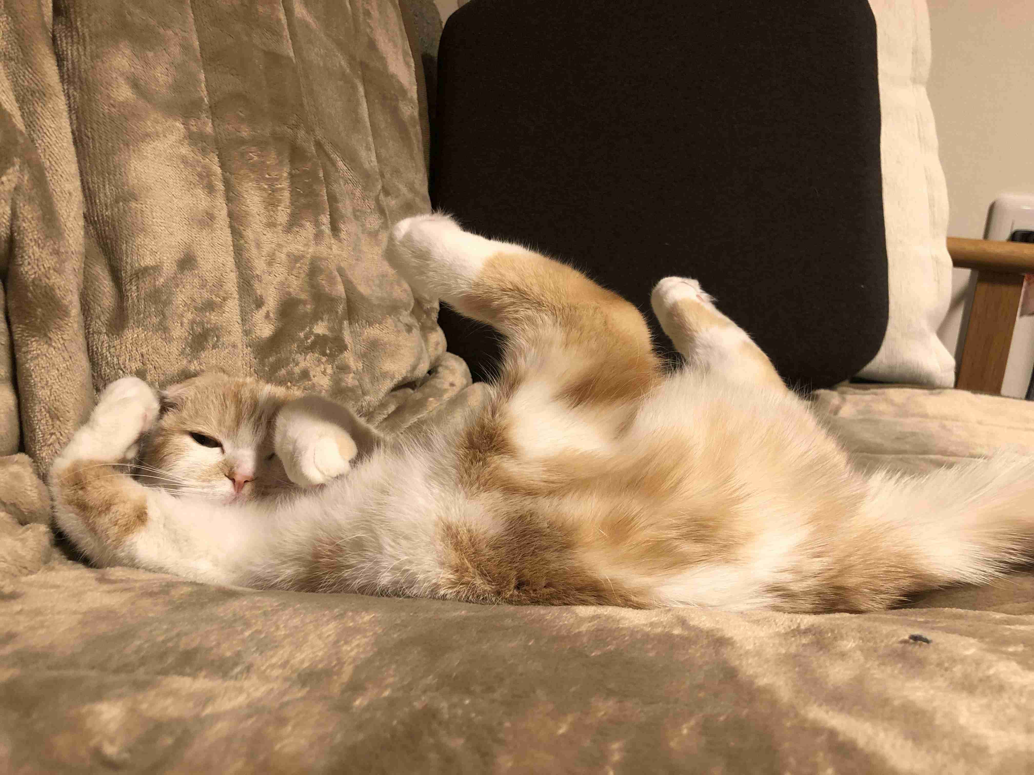 変なポーズの猫画像ください