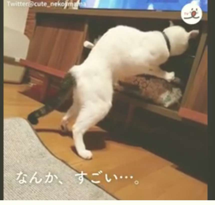 変なポーズの猫画像ください