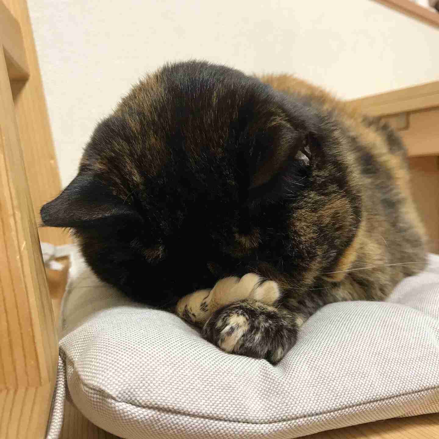 変なポーズの猫画像ください